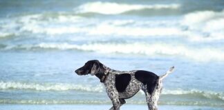 Z czym nie łączyć witamin z grupy B?