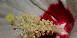 Co to są postulaty codda?