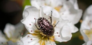 Kiedy nie należą się wczasy pod gruszą?