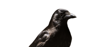 Jaka odprawa za zwolnienie z pracy?