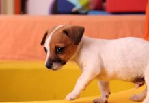 W jaki sposób wspierać rozwój psychomotoryczny dziecka w 3 roku życia? W jaki sposób wspierać rozwój psychomotoryczny dziecka w 3 roku życia?