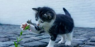 Na czym polega proces uczenia się przez całe życie?