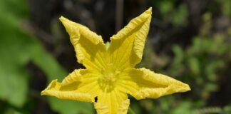 Gdzie są określone wymagania dla dostawców producentów żywności )?