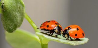 Czy Biedronka daje bony na Wielkanoc 2023?