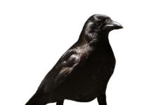 Czy zwolnienie lekarskie na okresie próbnym jest płatne?