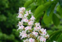 Jakie trzeba mieć wyniki z matury na psychologie?