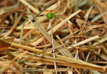 Czy trudno jest zdać IELTS?