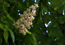 Ile procent nie zdaje ustnej matury?