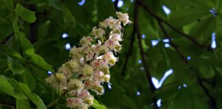 Ile procent nie zdaje ustnej matury?