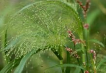 Skąd pochodzi nazwa Windows?