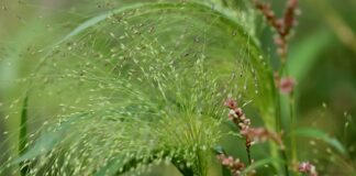 Skąd pochodzi nazwa Windows?